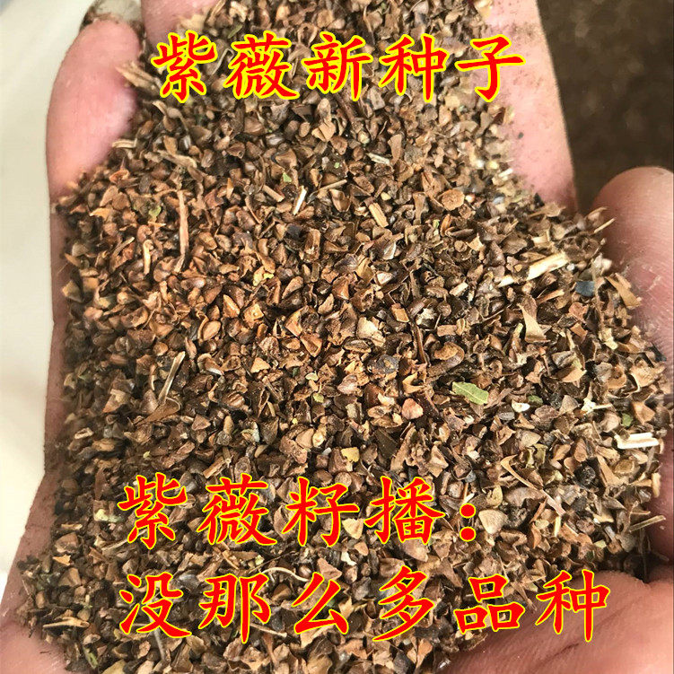 紫薇种子满堂红痒痒树百日红耐寒庭院园艺绿化苗木花卉紫薇花种籽