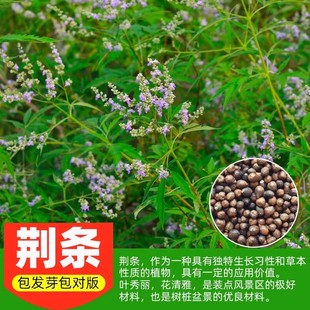 黄荆条荆条种子护坡灌木种子道路护坡铁路护坡固土花卉黄荆种子