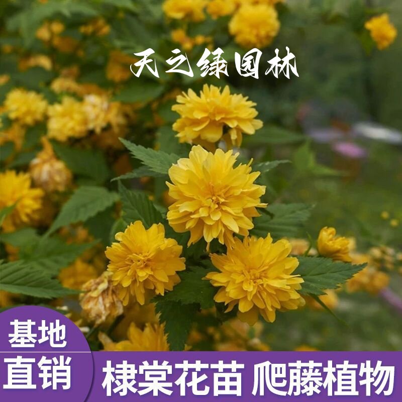 绿植爬藤耐寒庭院花卉多年生地栽