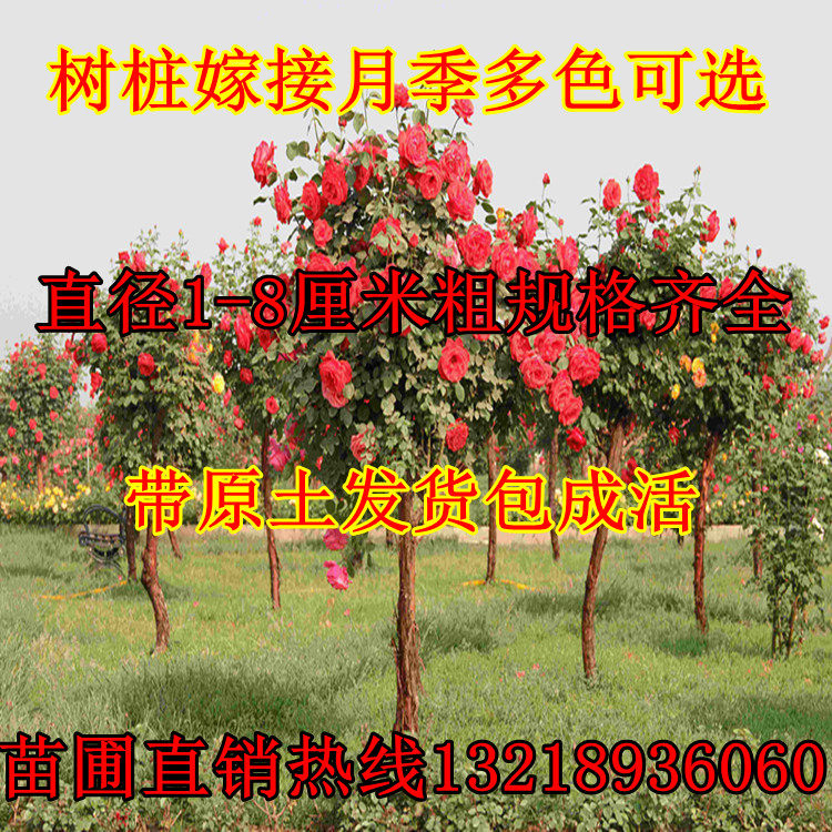 庭院树状棒棒糖花苗重瓣玫瑰花卉