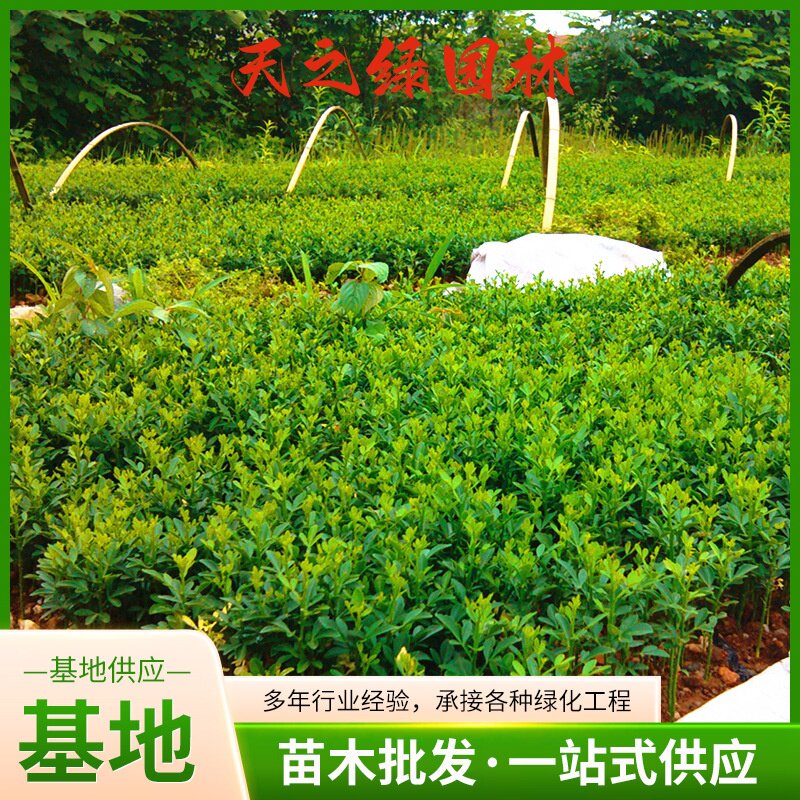 枸橘苗枳壳苗绿篱带刺树苗篱笆栅栏铁篱寨枳实苗嫁接砧木护院植物