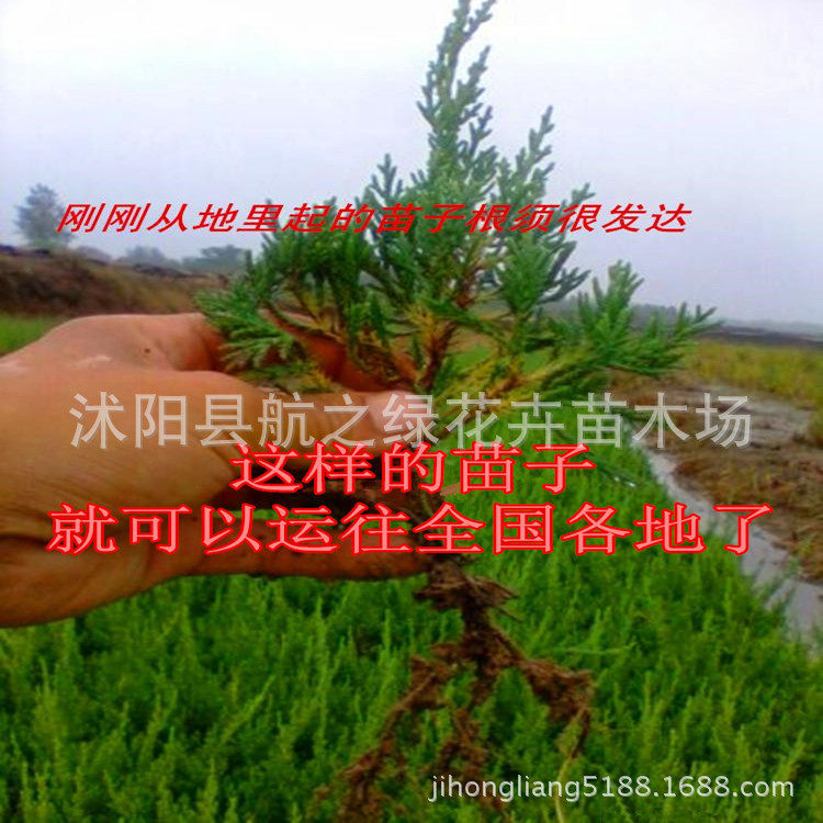 龙柏苗龙柏树苗松柏球龙柏树苗小龙柏球绿篱绿化耐寒四季常青耐寒