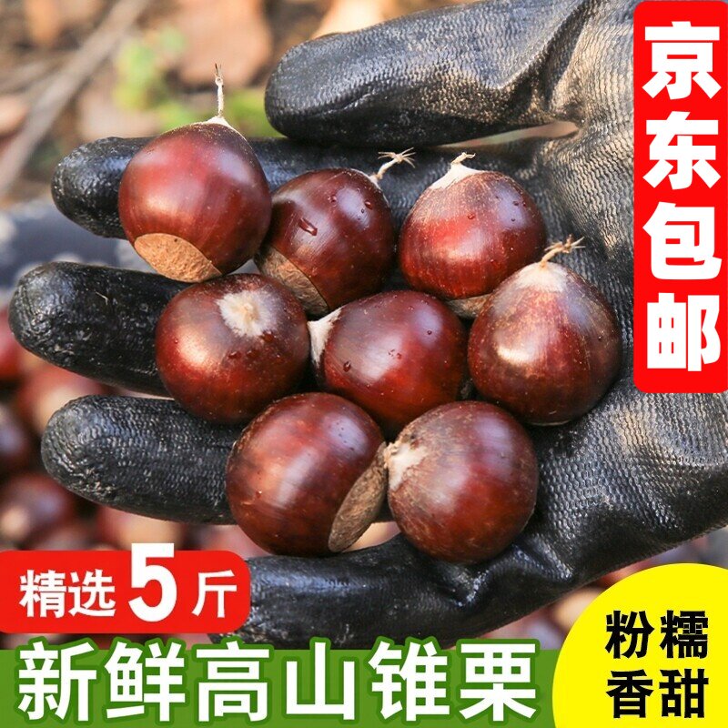 福建锥栗新鲜现摘板栗油栗毛栗子