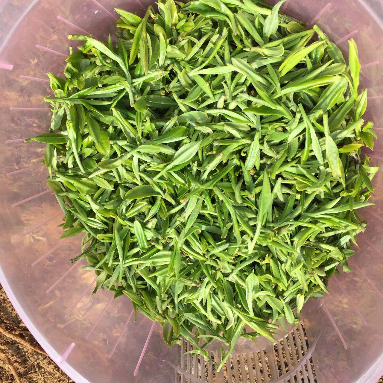 坝镇明前茶 巢湖茶叶 毛公山茶