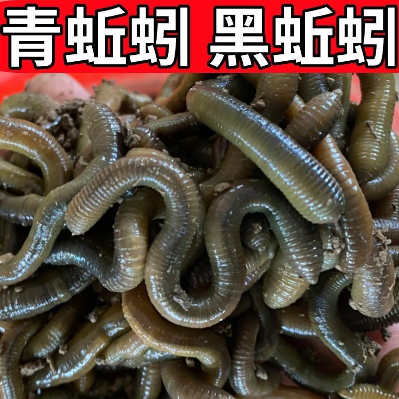 个大鲜活蚯蚓活体诱饵钓黄鳝