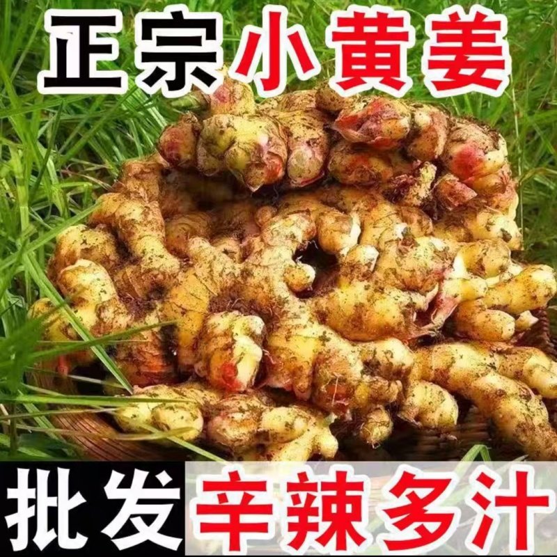 现挖小黄姜嫩姜新鲜生姜老姜土姜