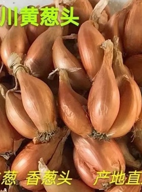 新鲜黄葱头铁杆葱白葱四川火葱四季小香葱毛葱红葱头种植盆栽熬油