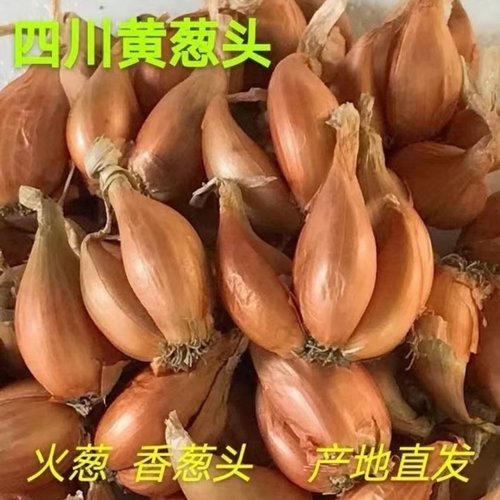 黄葱头火葱四季小香葱毛葱红葱头