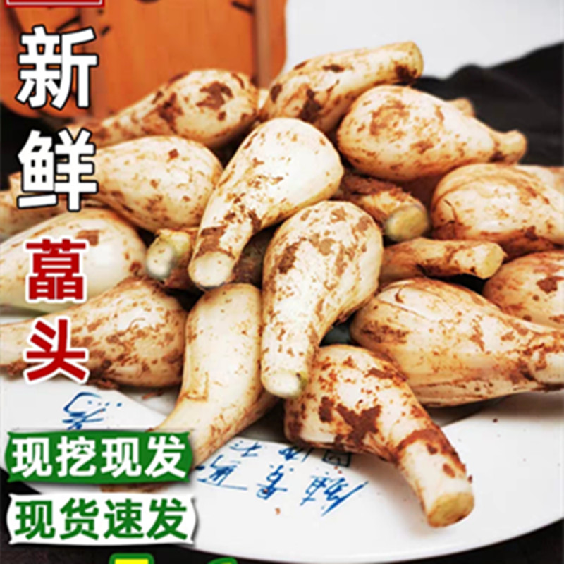 新鲜带泥荞头藠头教头脆嫩茭头现挖农家自种叫头蒜白四川泡菜葱头_虎窝淘