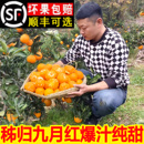 正宗九月红脐橙秭归当季 新鲜水果10斤现摘果冻橙皮薄爆汁大甜橙子