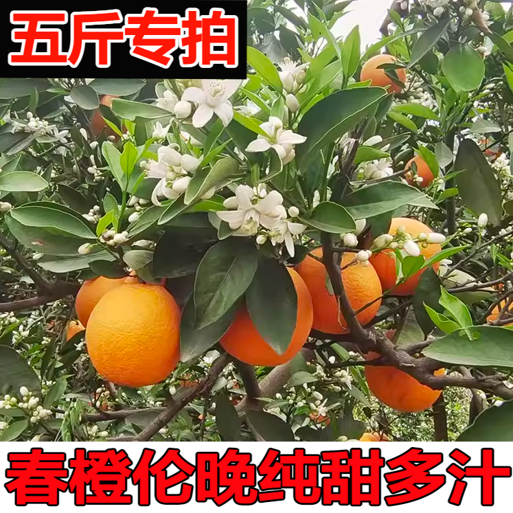 春天当季秭归伦晚脐橙5斤新鲜水果现摘湖北纯甜爆汁晚橙子