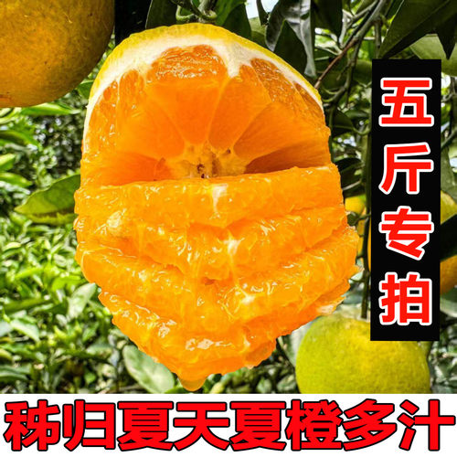 秭归伦晚脐橙5斤爆汁纯甜橙子