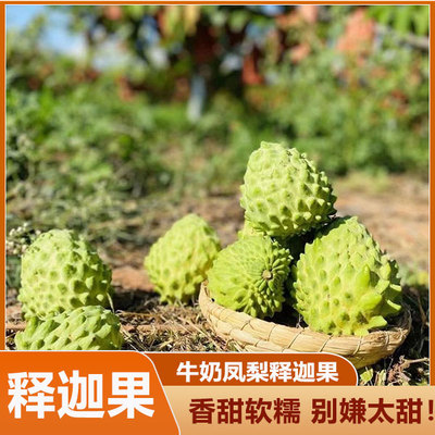 广西新鲜凤梨释迦果5斤 新鲜番荔枝佛头果水果大果孕妇10整箱礼盒