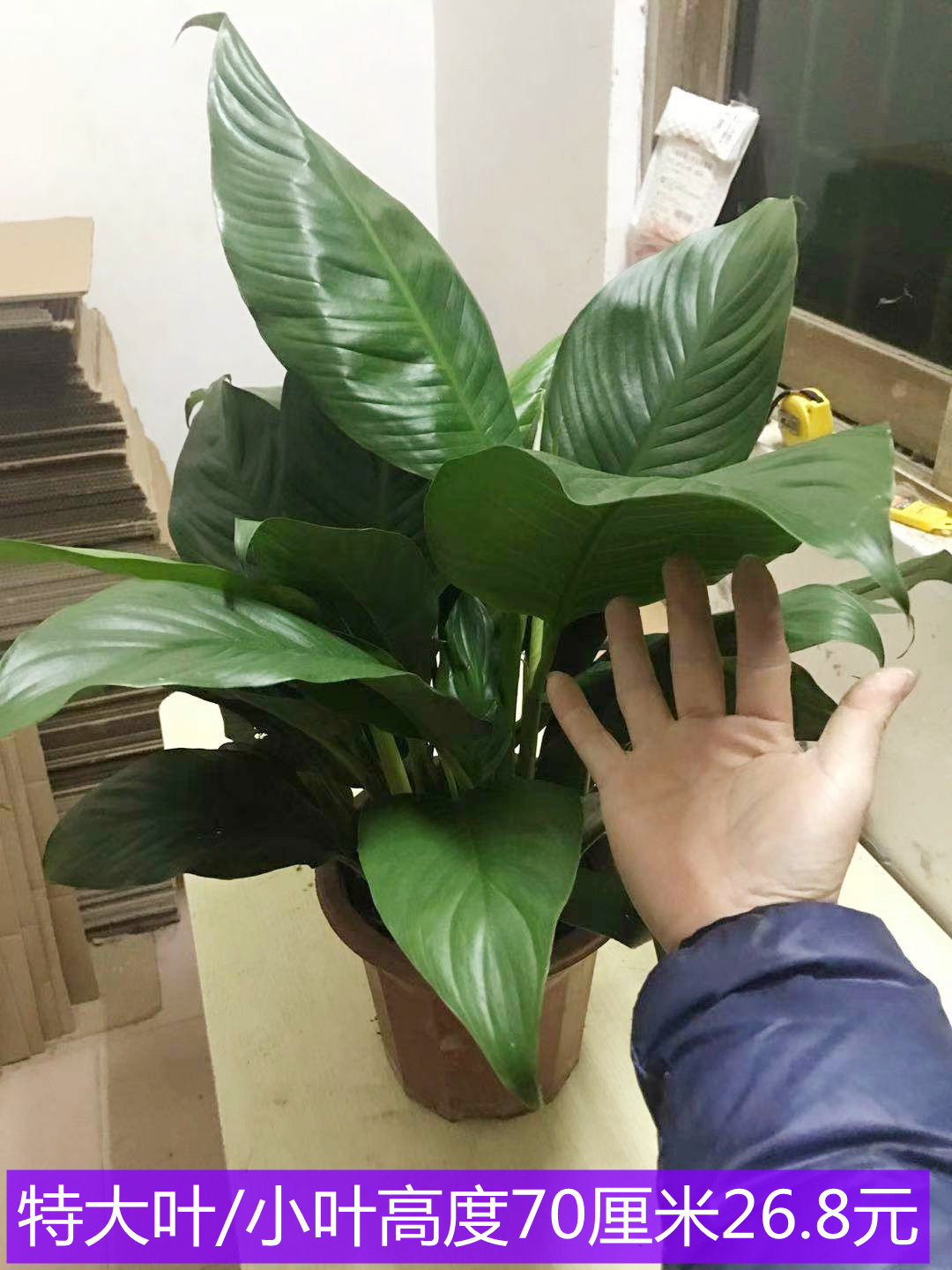 一帆风顺白掌室内好养活美观