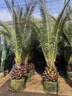 加拿利海枣树庭院户外大型绿植耐寒苗木棕榈海藻四季常青绿化风景