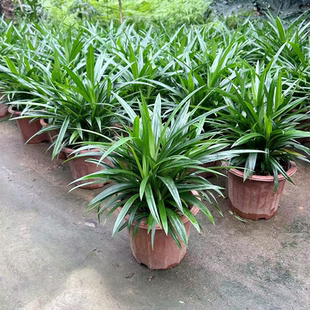 香兰叶斑斓叶班兰叶盆栽可食用香料植物四季常青绿植客厅阳台美观