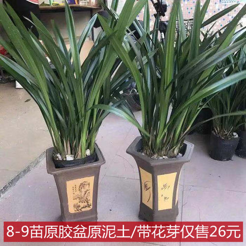 A级/建兰/墨兰盆栽企黑兰花苗室内花卉盆景浓香植物客厅兰草绿植 - 封面