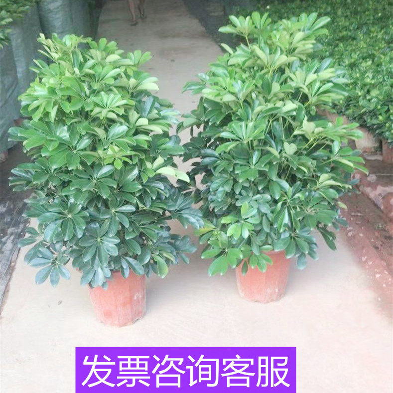 鸭脚木盘栽植物花卉室外庭院七叶莲八方来财四季常青绿植发财树景