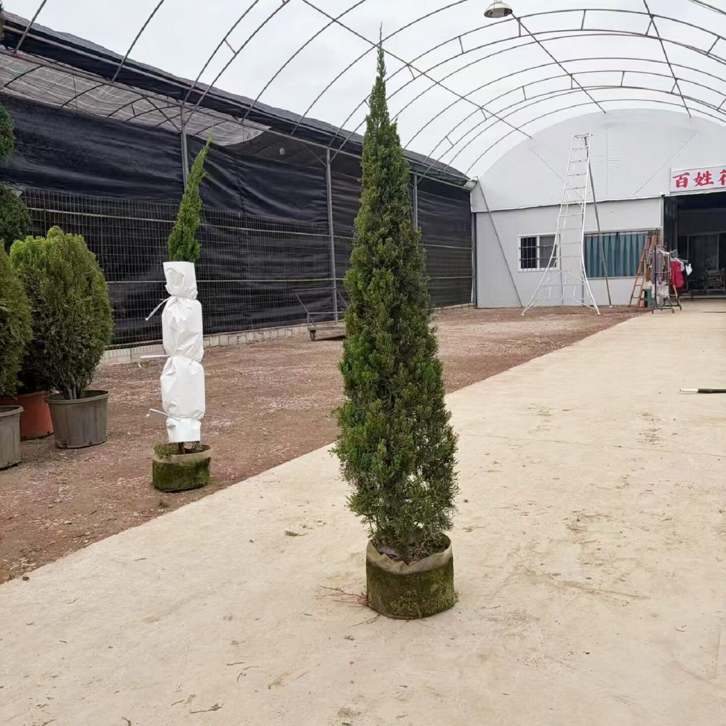 龙柏树苗盆栽塔柏树松柏四季常青庭院门口花园盆景耐晒耐寒大绿植
