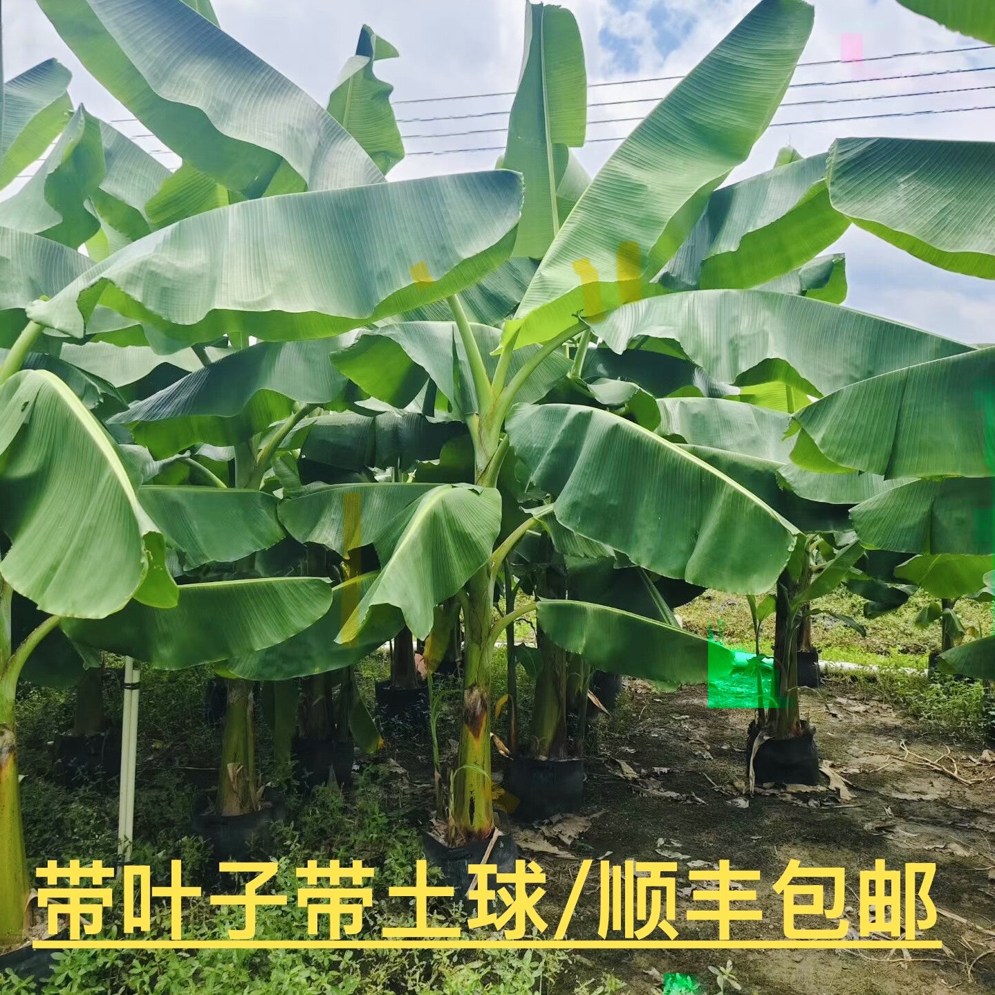 芭蕉树苗盆栽适合耐寒暴晒植物工程绿化绿植大型庭院花园观叶盆景