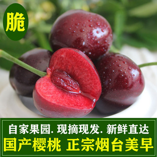 现摘山东大樱桃美早新鲜水果应当季整箱包邮孕妇烟台国产车厘子