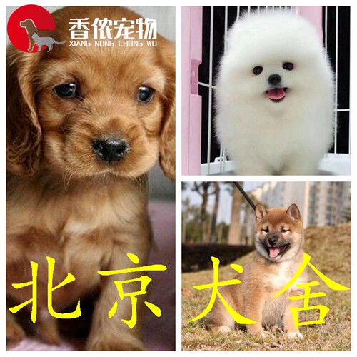 全品种多只北京狗市场可卡幼犬