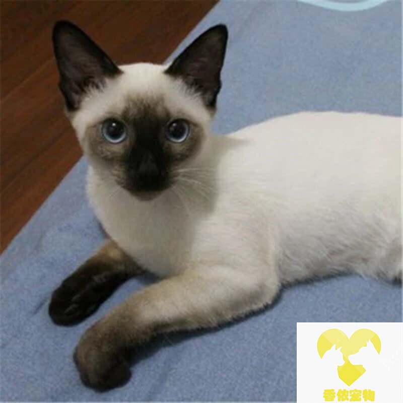 暹罗猫幼猫 纯种猫咪活体暹罗猫幼崽 英短蓝白金渐层银渐层可挑选