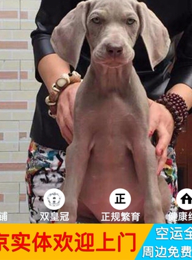 德国威玛猎犬纯种出售魏玛猎犬北京出售威玛猎犬幼犬拉布拉多幼犬