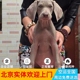 德国威玛猎犬纯种出售魏玛猎犬北京出售威玛猎犬幼犬拉布拉多幼犬