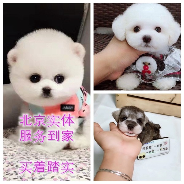 北京纯种活体博美犬图片