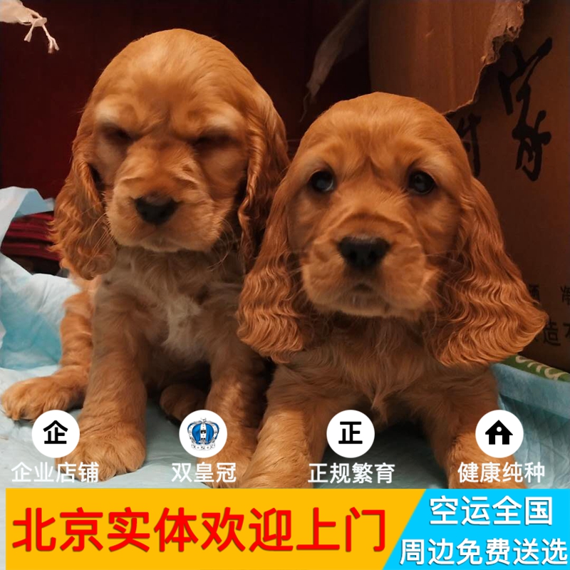 金色黑色赛级双血统英国可卡犬幼犬活体法牛金毛柴犬幼犬宠物狗狗