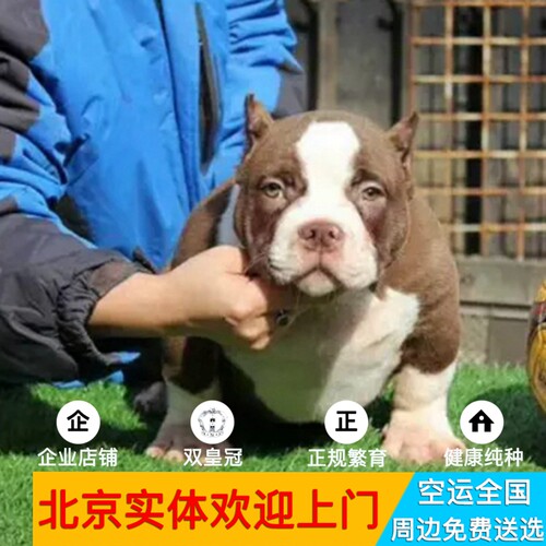 纯种美国恶霸犬幼犬幼崽活体