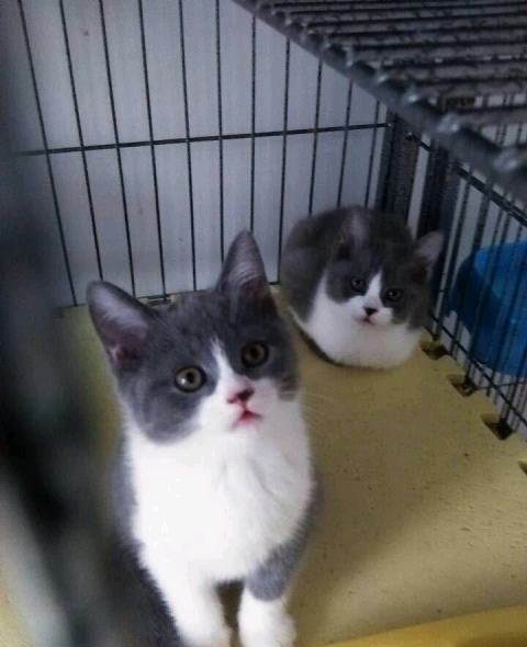 蓝猫幼猫宠物猫幼崽活体英短猫纯种布偶猫加菲猫猫咪活物折耳蓝白