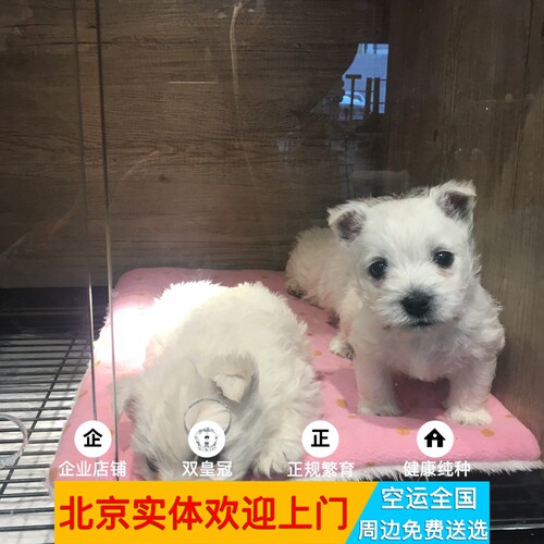 西高地白梗北京苏格兰宠物狗狗