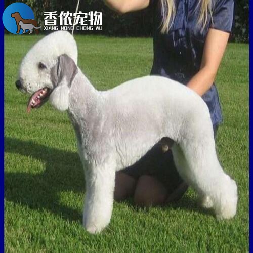贝灵顿梗犬幼犬温顺干净不掉毛