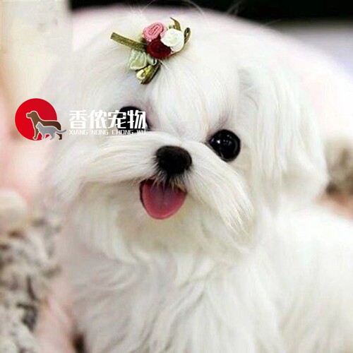 北京犬舍 出售纯种迷你 马尔济斯犬幼犬活体宠物狗狗长毛马尔济斯