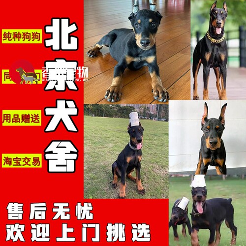北京纯种迷你杜宾活体大型犬