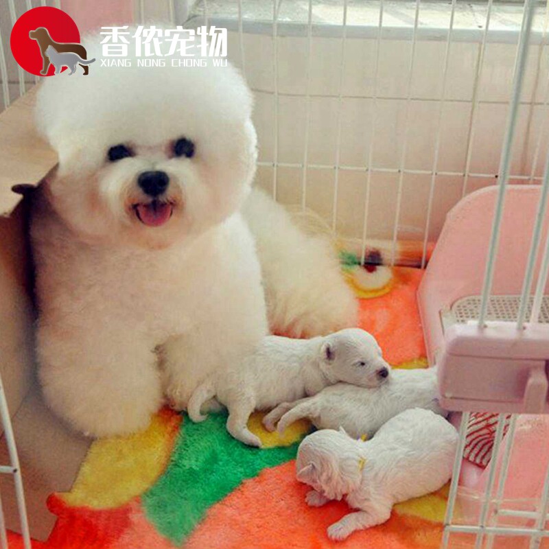 北京比熊雪纳瑞吉娃娃博美幼犬