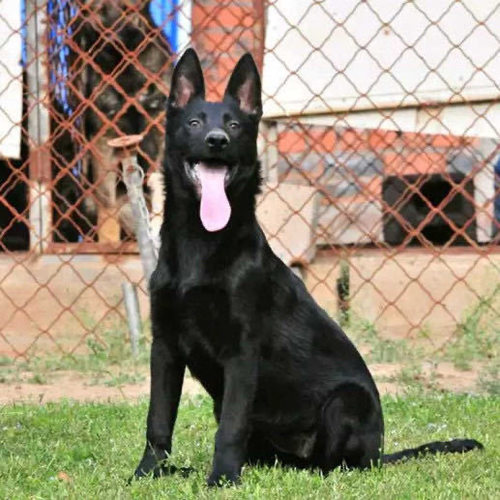 纯种德国牧羊犬活体宠物幼犬