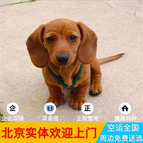 北京活体腊肠小型犬