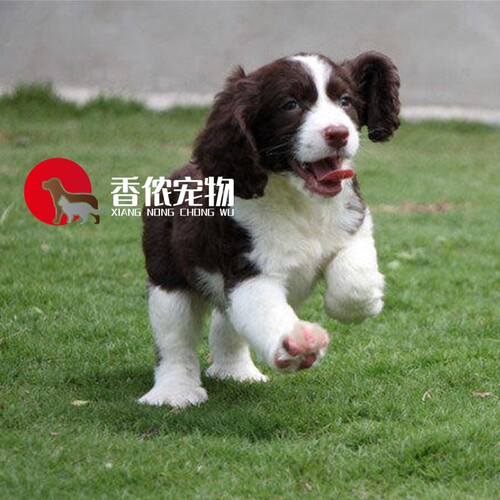 幼崽北京纯种活体史宾格犬