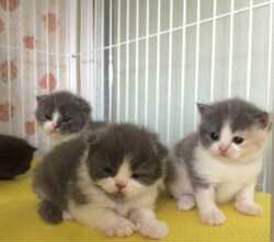 英国短毛猫蓝白活体幼猫高地金渐层银渐层瑞士名表如独活长绫小