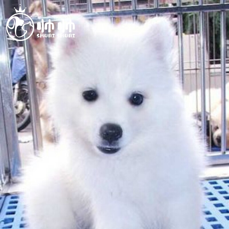 银狐博美比熊活物真狗萨摩耶幼犬图片