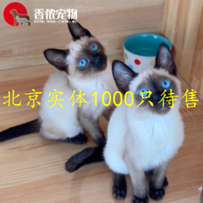 北京实体 暹罗猫活体 纯种宠物猫幼崽英短美短金银渐层  直销猫舍