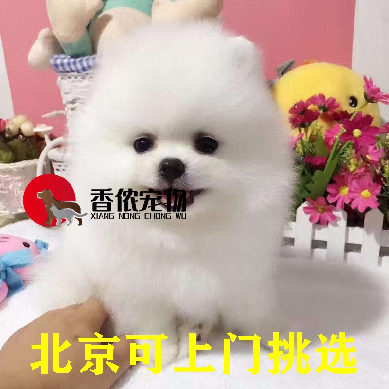 北京博美比熊活体可上门茶杯犬图片