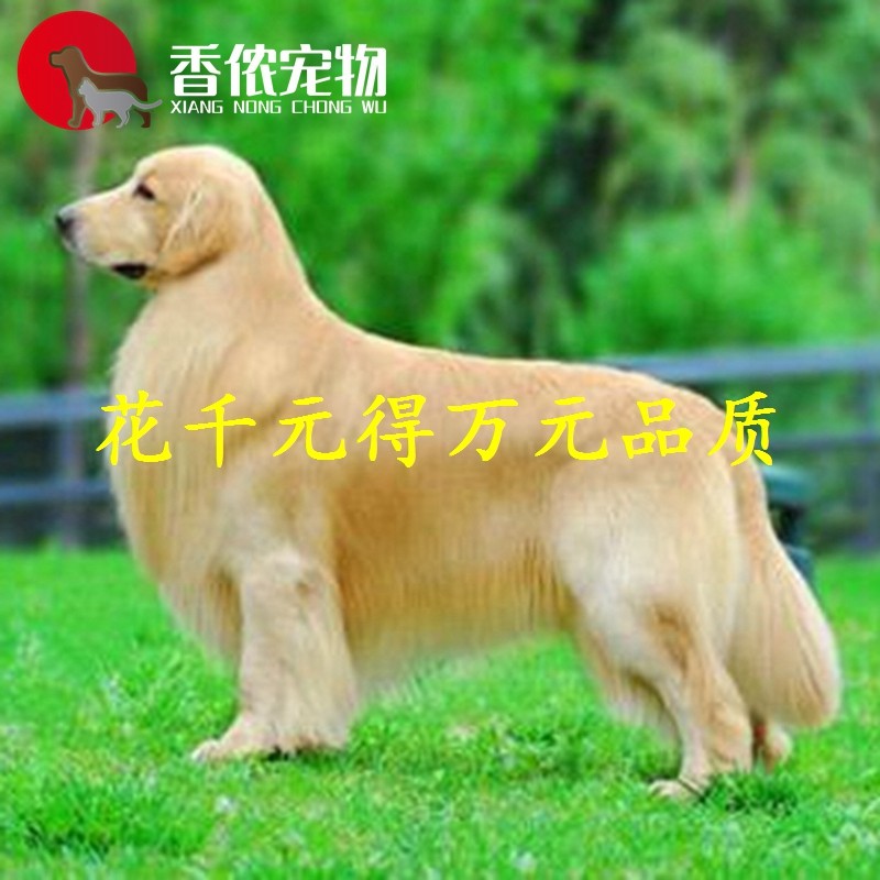 北京赛级品质纯种金毛幼犬 拉布拉多 比熊柴犬柯基泰迪 大型狗舍