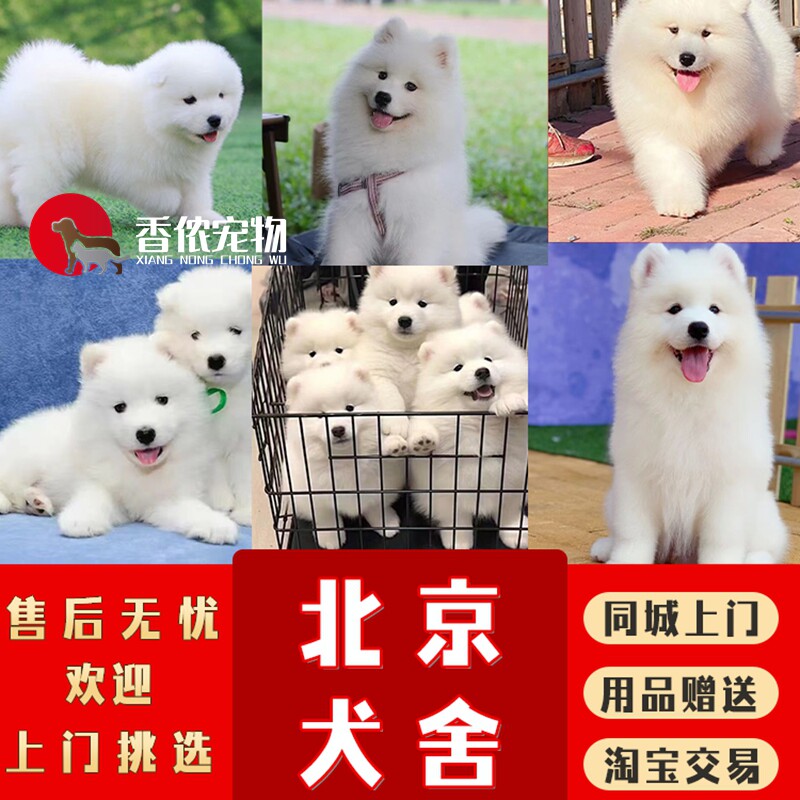北京犬舍出售纯种血统萨摩耶幼犬 赛级熊版 活体宠物狗 外地空运
