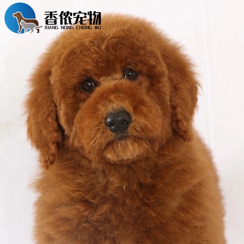 纯种赛级巨贵犬幼犬活体双血统香槟红棕色巨型贵宾犬幼犬宠物狗狗