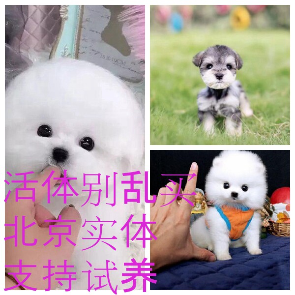 朝阳实体泰迪吉娃娃小型犬雪纳瑞幼犬比熊博美俊介比熊狗支持调换图片