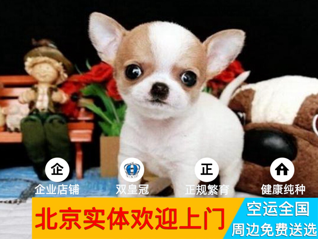 北京实体小体吉娃娃幼犬  比熊活体宠物狗 约克夏长不大泰迪图片